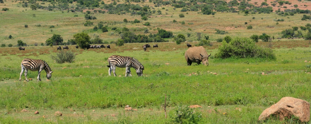 Pilanesberg-6